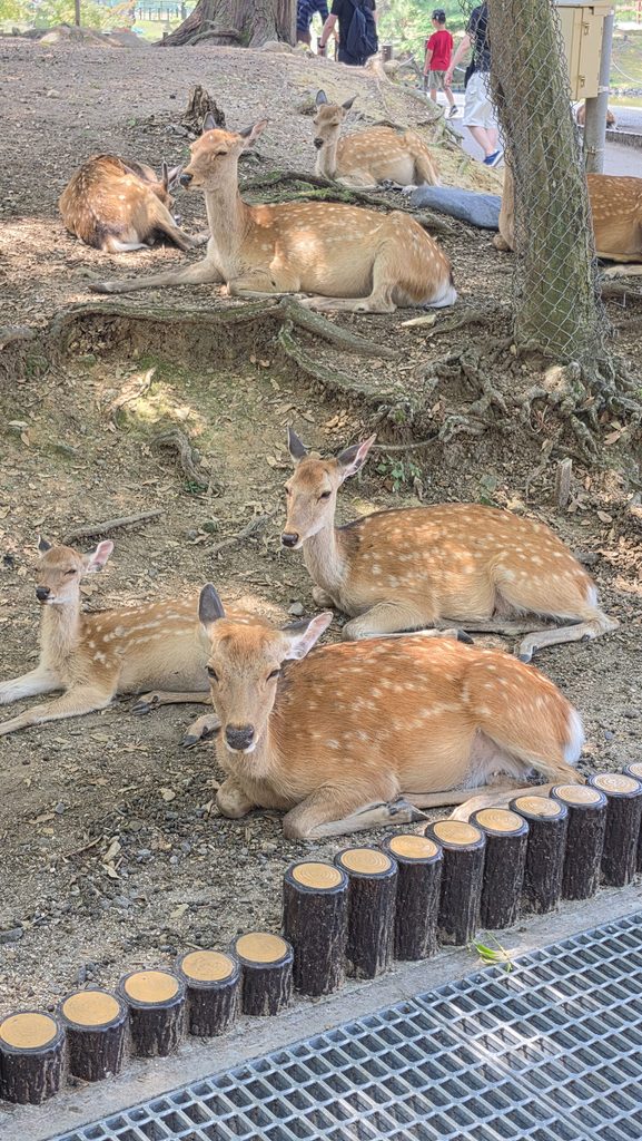 Séjour à Nara
Voyageretbienmanger.com